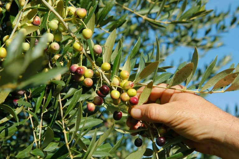 Los beneficios de las aceitunas arbequinas para la salud