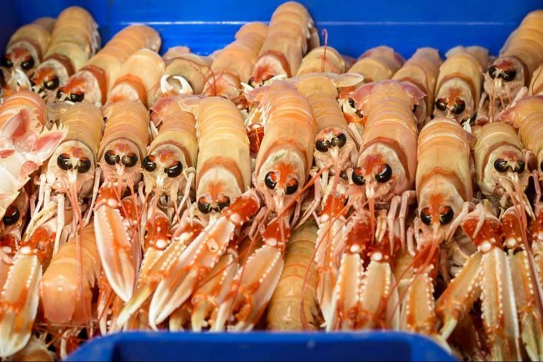 Comprar marisco para Navidad, las múltiples ventajas de comprarlo antes de las fechas claves