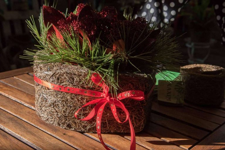 Biosolvit Spain dona macetas 100 % ecológicas y biodegradables a ONG's con proyectos que cuiden del planeta