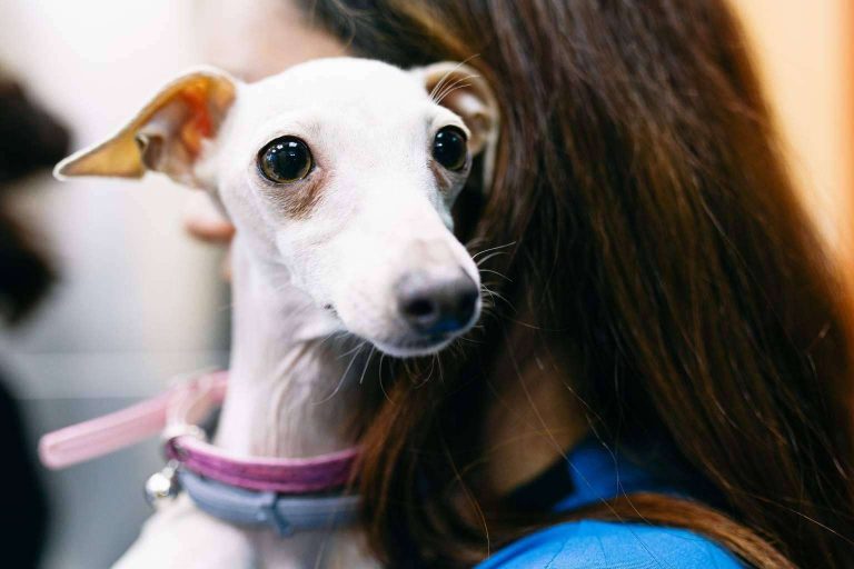 Cirugía avanzada para colocar prótesis en animales, con el Hospital Veterinario El Bosque