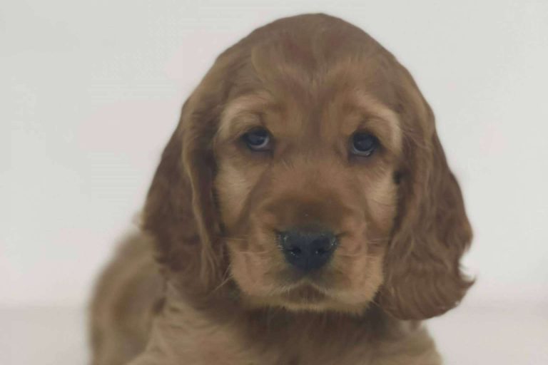 Garantizar el buen cuidado de los perros con La Central Del Cachorro