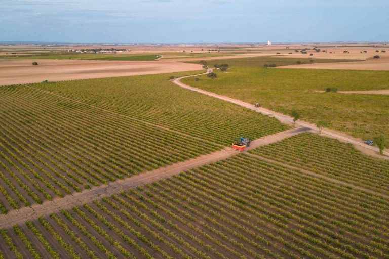 Vinos elaborados en tinajas de barro de más de 100 años, con Bodegas Fernández de la Ossa