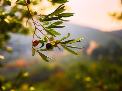 El aceite de oliva nacional se convierte en un El aceite de oliva nacional se convierte en un