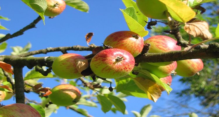 Alimentos quemagrasas
