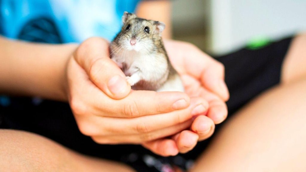 La Ley de Bienestar Animal no lleva al abandono de mascotas exóticas