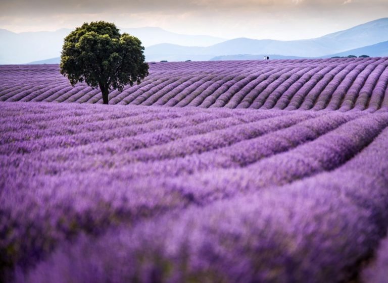 La granja de lavanda que instaló wifi en medio del campo solo para influencers