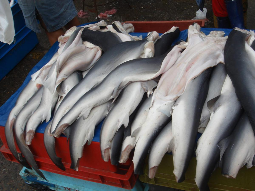 Pescados que no deberías consumir 211 El tiburón