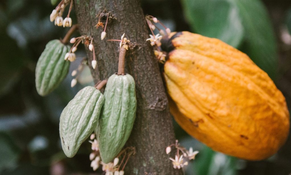 Esta es la fórmula secreta del ColaCao 133 La fermentación y el envasado