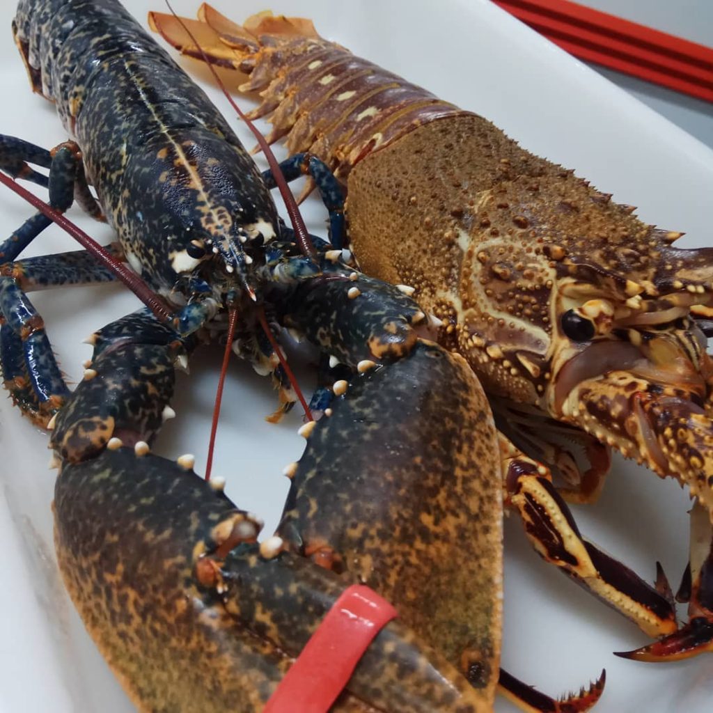 Cuando quieres comprar verdadero pulpo gallego