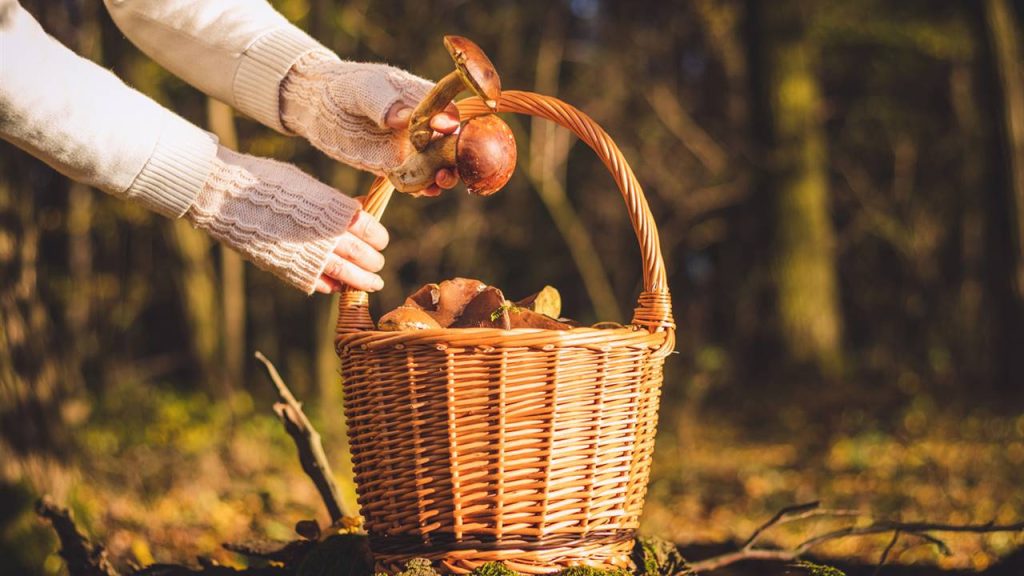 Signos de que estás sufriendo una intoxicación por setas 156 setas