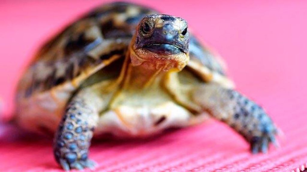 La Ley de Bienestar Animal no lleva al abandono de mascotas exóticas