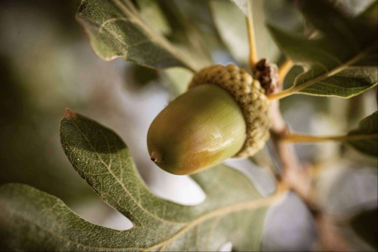 La llegada de la montanera, la época clave para los jamones de bellota, por Reygon