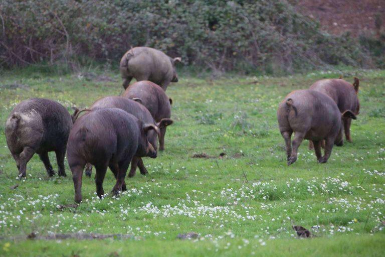 Empresa sostenible de jamón de bellota de calidad, Don Ibérico
