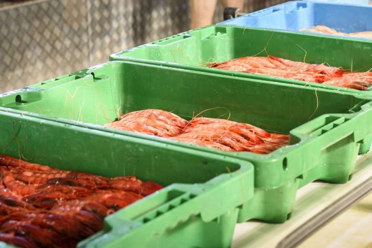 Lonja de Ayamonte aporta consejos de conservación de Marisco de Huelva