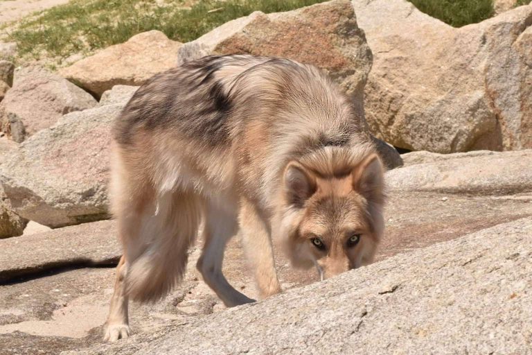 De los mitos y leyendas a las realidades, Wolfdog o Perro Lobo Americano