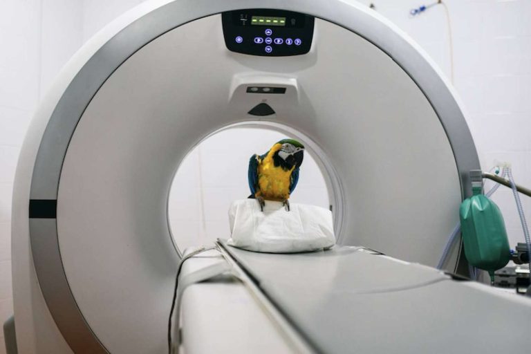 El Hospital Veterinario Privet y su servicio de radiodiagnóstico