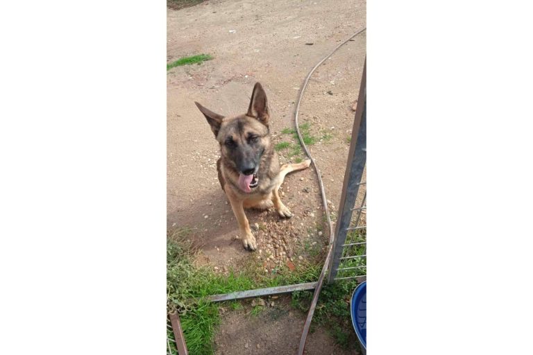 La importancia de la adopción y la implicación en la lucha contra el maltrato animal, por PERROBUENO