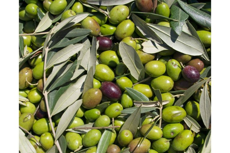Patatas guisadas con gambas y gulas preparadas con el aceite de oliva de Olipaterna