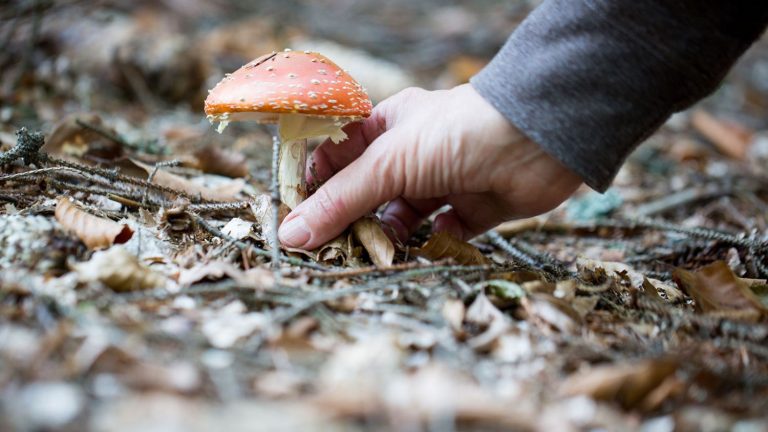 Signos de que estás sufriendo una intoxicación por setas