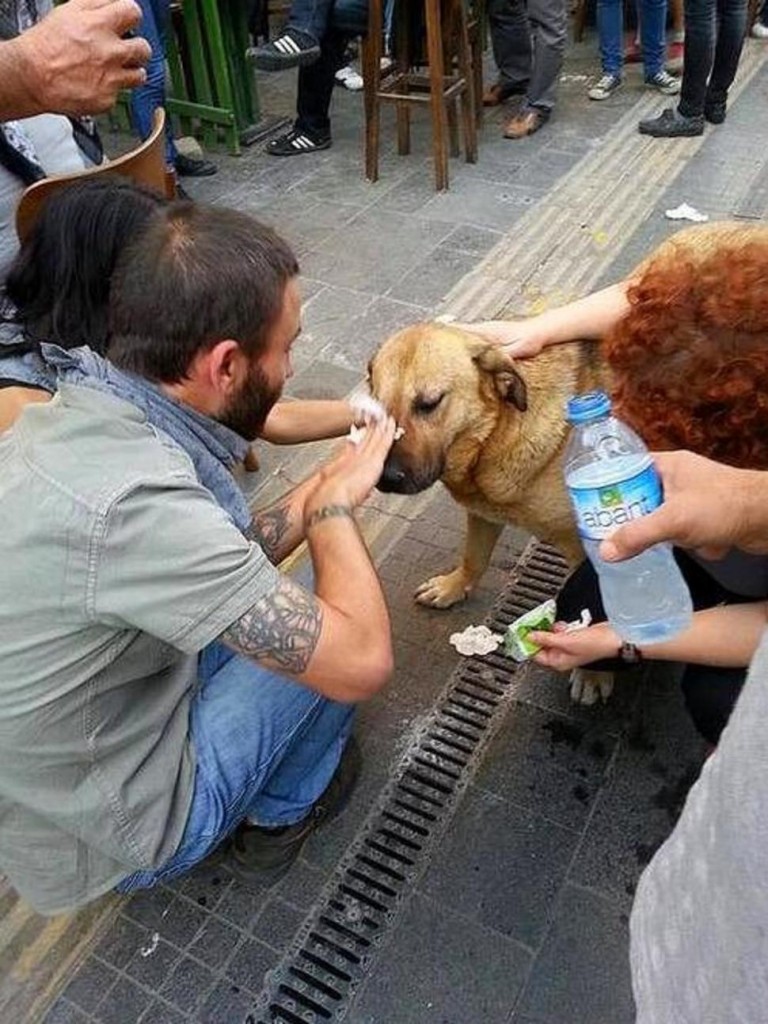 Imágenes que te reconciliarán con el mundo