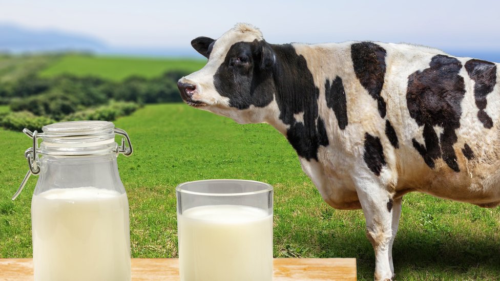 Los principales motivos por los que no deberías tomar leche 63 La leche contiene medicamentos y antibióticos