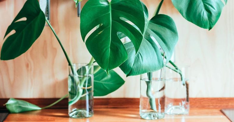 10 plantas de interior a las que les gusta la calefacción