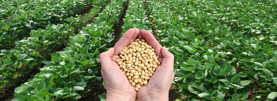 Los alimentos que más dañan el medio ambiente 124 Los alimentos que más dañan el medio ambiente