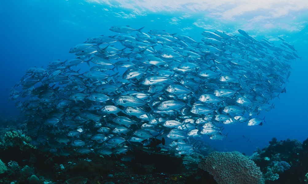 Pescados contaminados con mercurio
