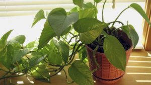 Científicos españoles descubren cómo apagar la fotosíntesis para que las plantas fabriquen más nutrientes