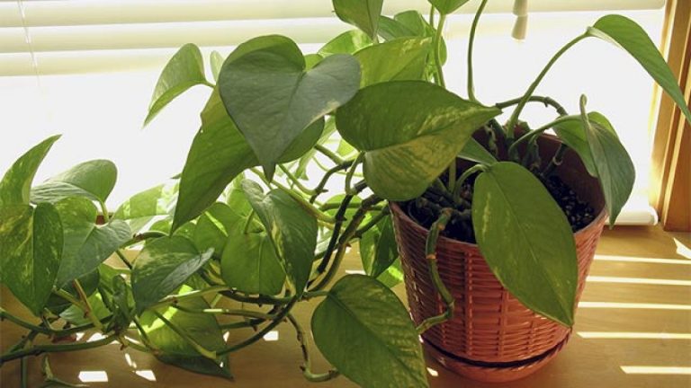 Plantas colgantes de interior que necesitan menos riego y dan más sombra en casa