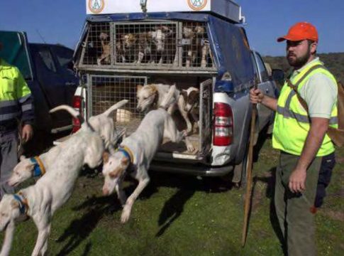 ley de bienestar animal ley de bienestar animal