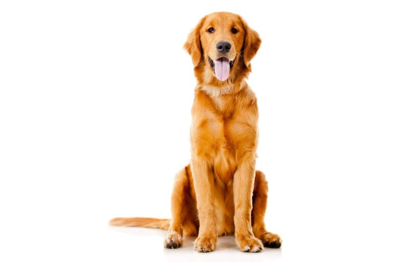 Los piensos para perros y gatos con harina de insectos presentan beneficios sostenibles