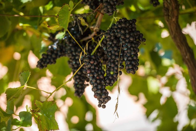 Algunos de los vinos y bodegas de D.O Rías Baixas que no se encuentran en un supermercado