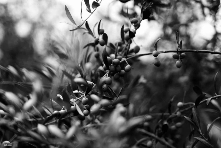 Los aceites gourmet de Aceites La Matilla para regalar en Navidad