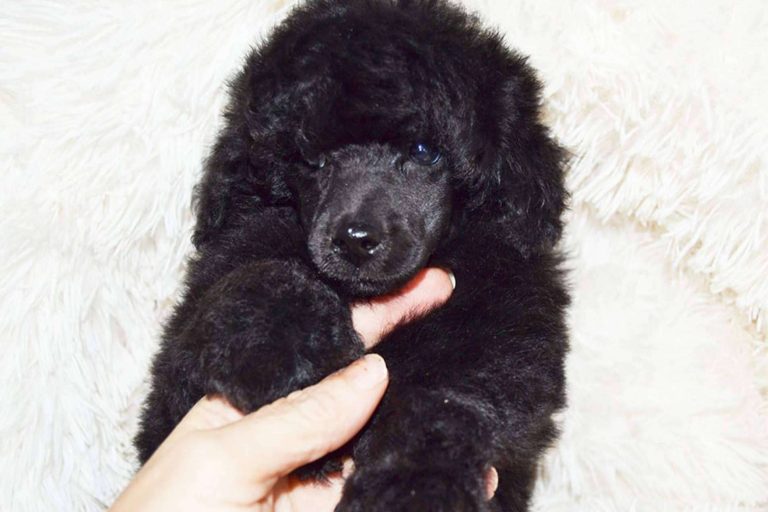 Salud, higiene y peluquería de los cachorros caniche toy, por el equipo de Gallumar