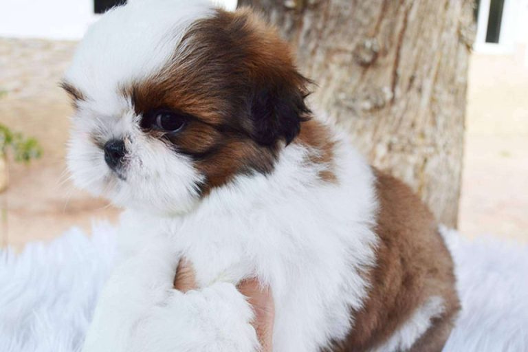 Las recomendaciones de Gallumar para la salud, higiene y peluquería de los cachorros shih tzu