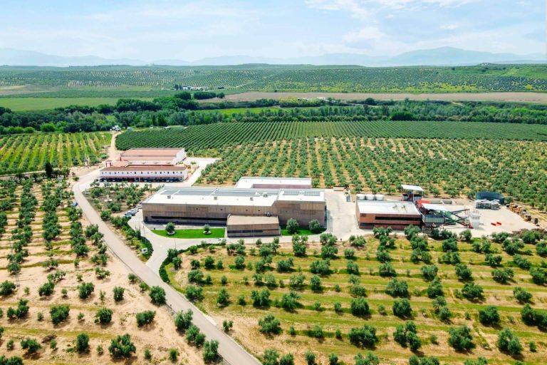Disfrutar de la experiencia del oleoturismo de la mano de Aires de Jaén