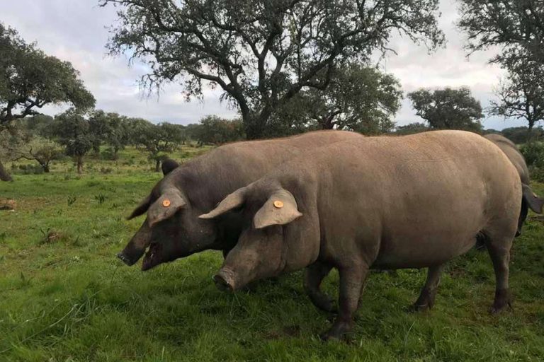 Segundín dispone de embutidos ibéricos de bellota, recetas tradicionales de Aracena