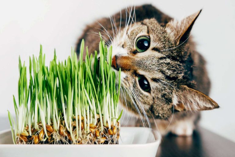 ¿Cuáles son las plantas tóxicas para gatos (incluso en Navidad) y qué hacer?