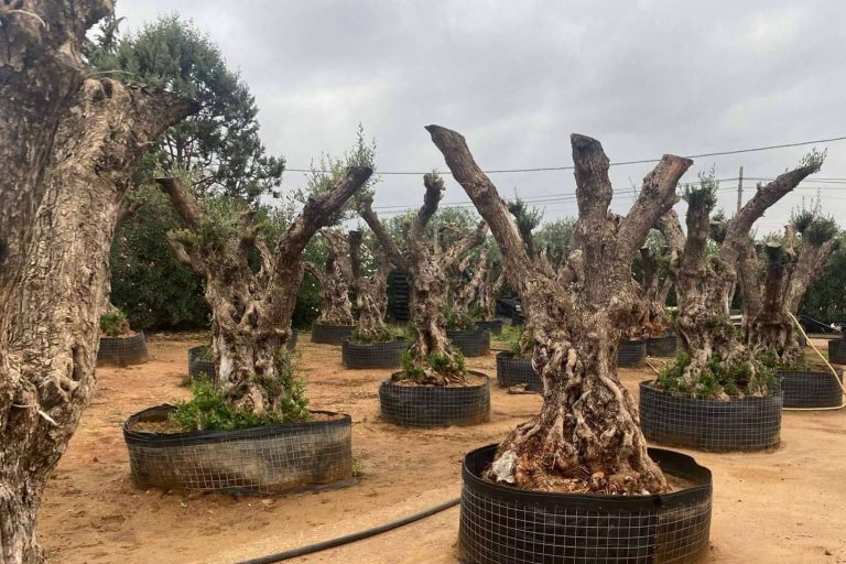 Venta de olivos centenarios y milenarios en la firma especializada Olivos Extremadura