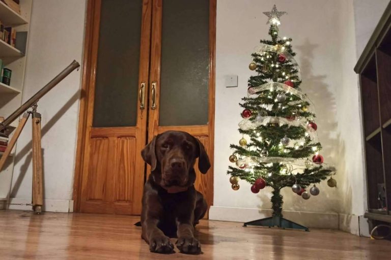 La Asociación Española de Perros de Apoyo recalca la importancia del bienestar animal durante las navidades
