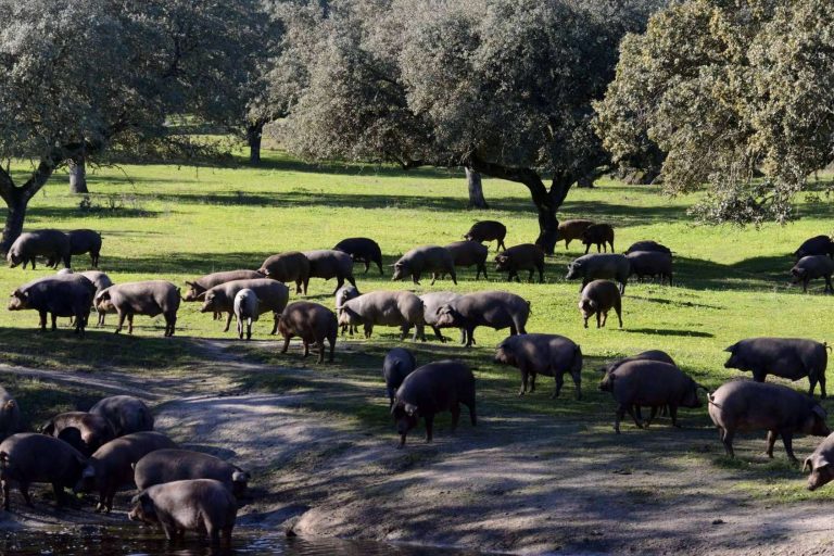 Don Ibérico y su jamón ecológico de calidad