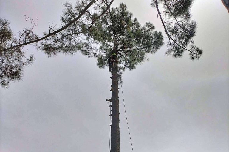 Todo el cuidado de un árbol, desde que nace hasta que muere, con el servicio completo de poda y tala de Talas de Árboles