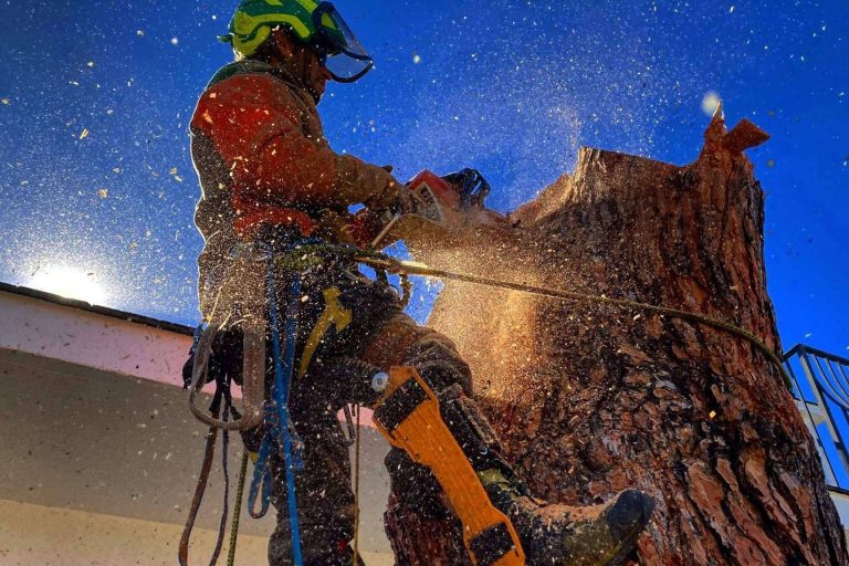 Talas de Árboles, empresa ubicada en Madrid, ofrece un servicio profesional de poda de árboles