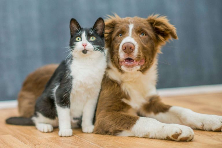 ¿Para qué sirve el Derecho Animal?