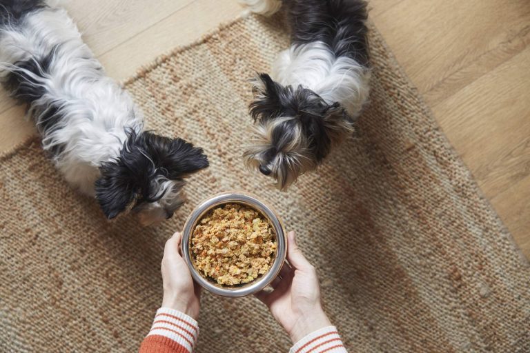 ¿Qué beneficios tiene la comida natural para perros?