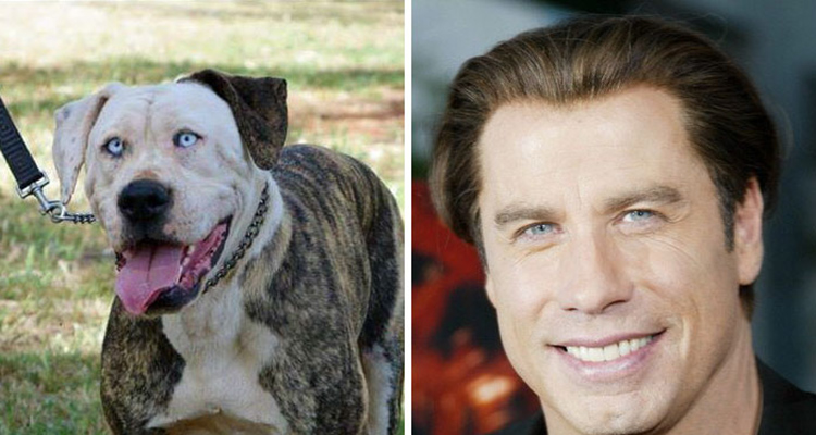 Famosos que parecen animales