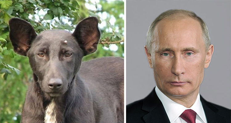 Famosos que parecen animales