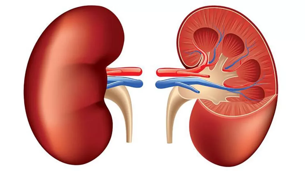 Síntomas que te avisan de que los riñones no te funcionan bien 131 Conoce la verdadera importancia de los riñones