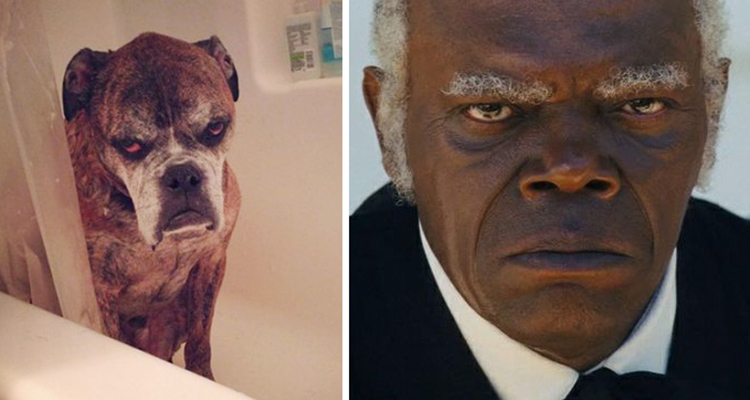 Famosos que parecen animales